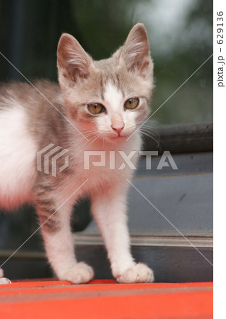 野飼いの親子猫 629136