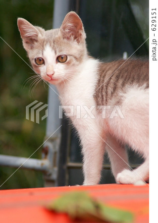 野飼いの親子猫 野飼いの親子猫 629151
