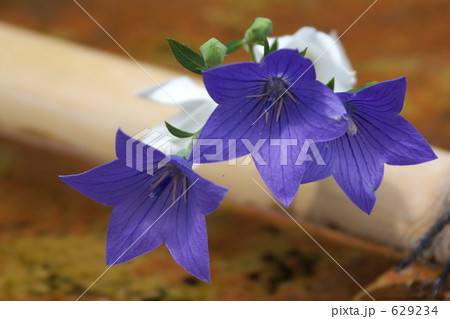 桔梗 桔梗 629234