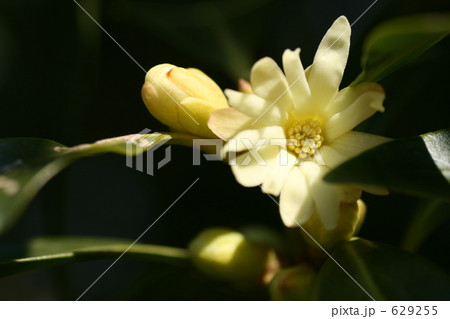 シキミの花 629255