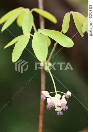 アケビの花と葉っぱ アケビの花と葉っぱ 629303