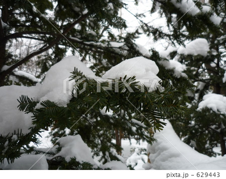 冬のイチイ 冬のイチイ 629443