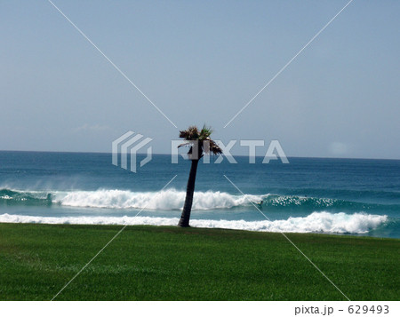 南の島の日常 南の島の日常 629493