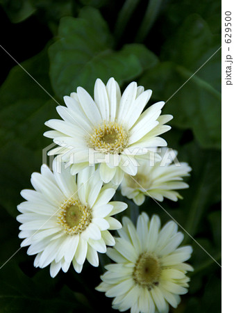 ガーベラ 629500
