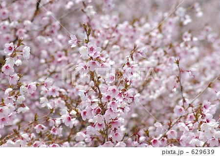 マメザクラ マメザクラ 629639