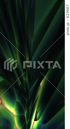 緑の熱帯植物 629667