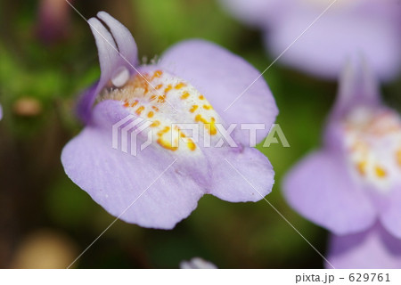 ムラサキサギゴケ 629761