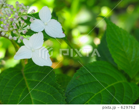 木陰に白い額紫陽花 木陰に白い額紫陽花 629762