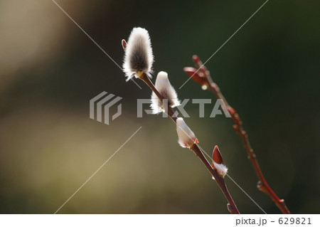 光の春（ネコヤナギ１） 629821