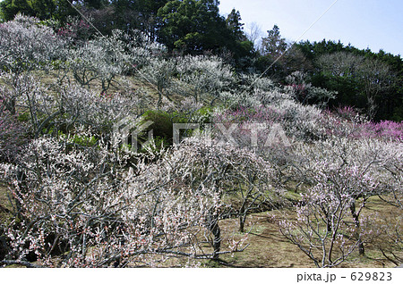 修善寺梅林 629823