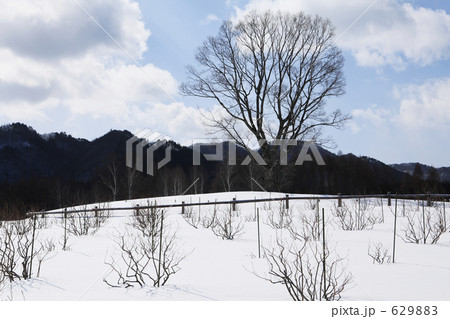 雪のコナラの木 629883