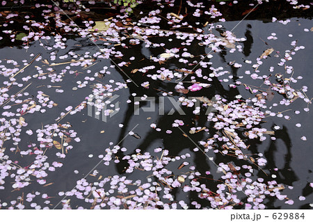 花びら 629884