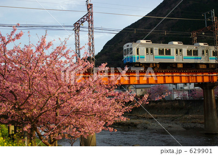 河津桜と電車 629901
