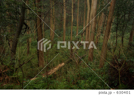 雨の日の暗い森 630401