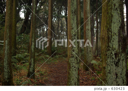 雨の日の暗い森　山道　山道 630423
