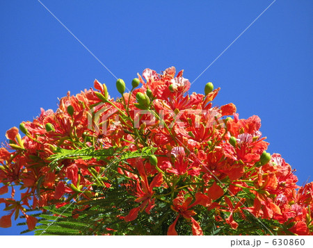 火焔樹の花 630860