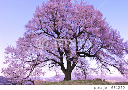 王仁塚の桜 王仁塚の桜 631220