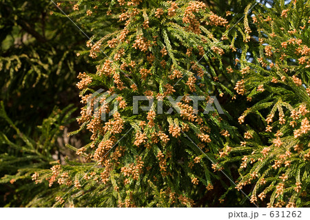 杉花粉 杉花粉 631262