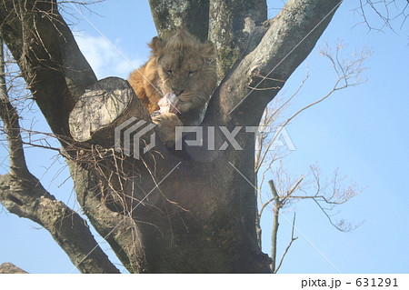 ライオン木登り In アフリカンサファリの写真素材