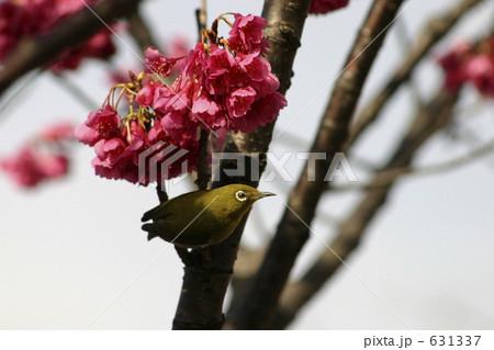 寒緋桜とメジロ 631337