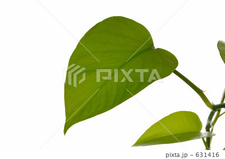 ポトスの葉 631416