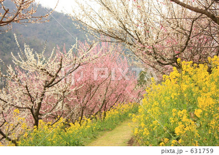 七折梅園　菜の花と梅 631759