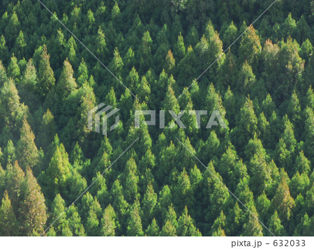 斜光の杉山 632033