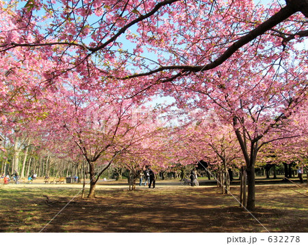 代々木公園のカワヅザクラ 632278
