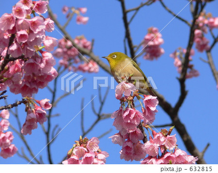 ひかん桜とメジロ 632815