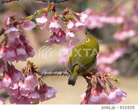 ひかん桜とメジロ ひかん桜とメジロ 632820