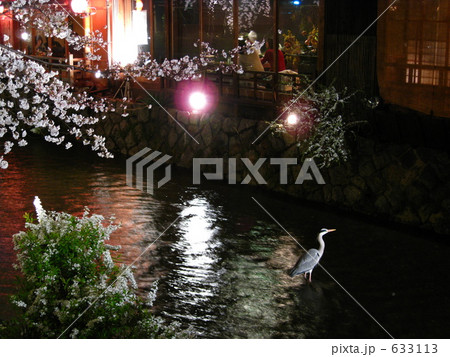 祇園白川の桜のライトアップ 633113