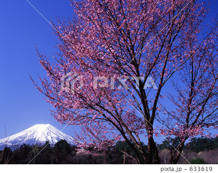 春満開の富士山 633619
