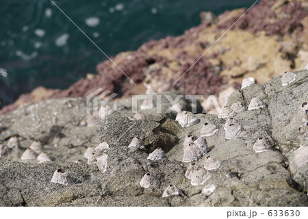 江ノ島のフジツボ 633630