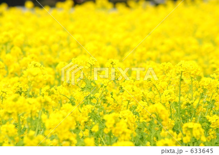 菜の花　２ 633645