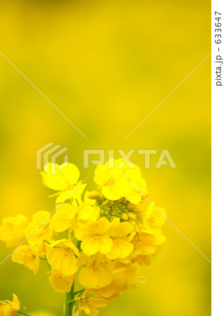菜の花　１ 633647