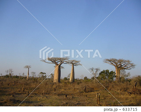夕暮れのバオバブ 633715
