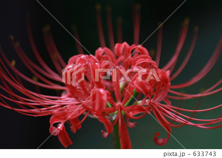 赤彼岸花 赤彼岸花 633743