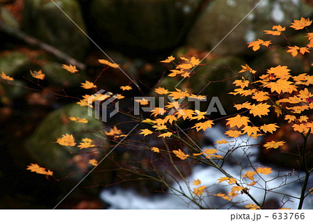 渓流紅葉 633766