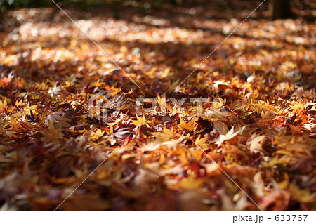 紅葉落ち葉 633767