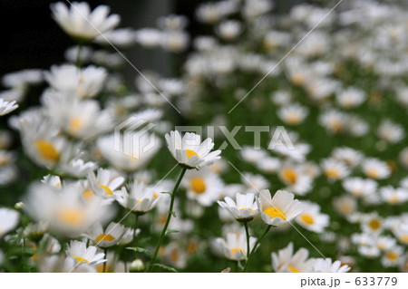 マーガレット畑 633779