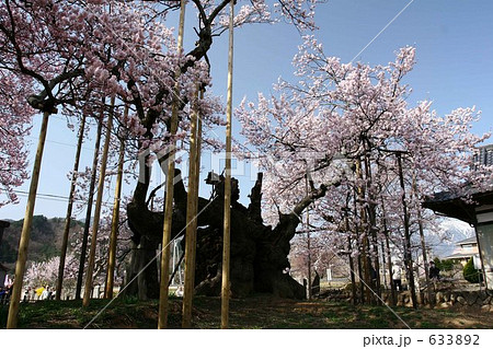 山高神代桜 633892