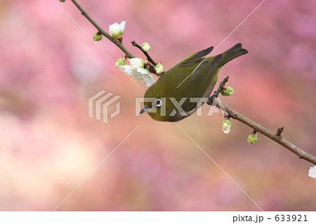 白梅とメジロ　1 633921