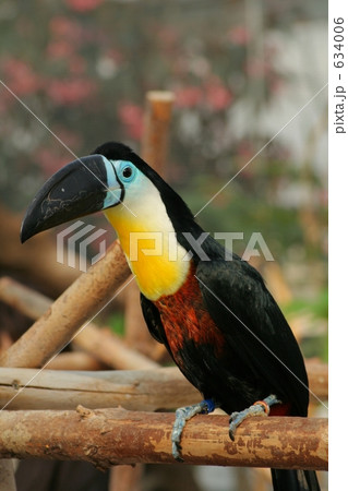 シロムネオオハシ 634006