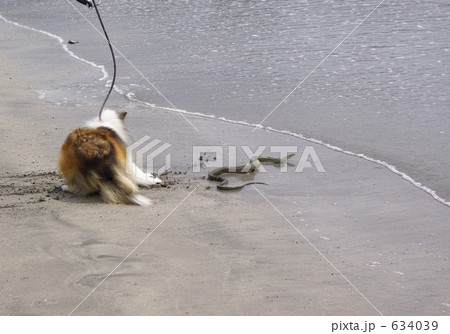 蛇に驚く犬と犬に驚く蛇の写真素材