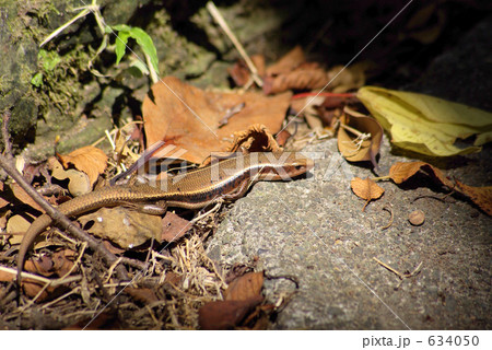 日光浴をするニホントカゲ 634050
