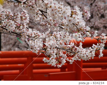 鳥居と桜 634234