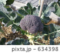 畑のブロッコリー 634398