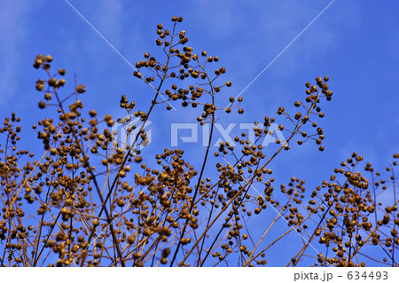 サルスベリの実 634493