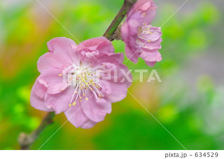 雛祭りの花 634529