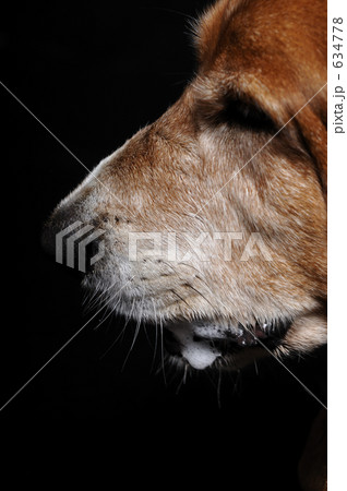 老犬 老犬 634778